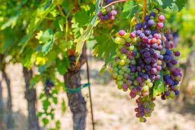 Weinreben